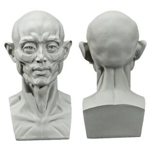 出神入画头像教具头骨石膏雕塑素描摆件人像模型肌肉树脂静物肌理