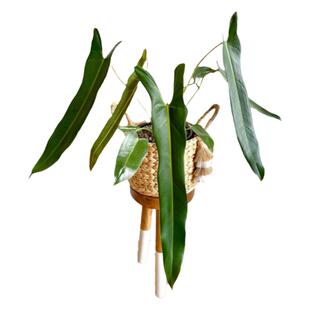 小圣灵大圣灵蔓绿绒爬藤植物长叶剑叶蔓绿绒暴风雪橙柄室内耐阴好