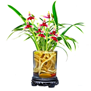 有香味的兰花苗建兰玉金香四季兰带金边室内花卉盆栽懒人水培绿植