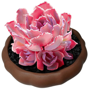 多肉植物组合盆栽绿植花卉办公桌面新手带盆小迷你晚霞之舞肉肉