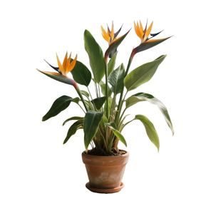 室内客厅大型绿植天堂鸟盆栽高级感落地好养活大叶植物花卉幸福树