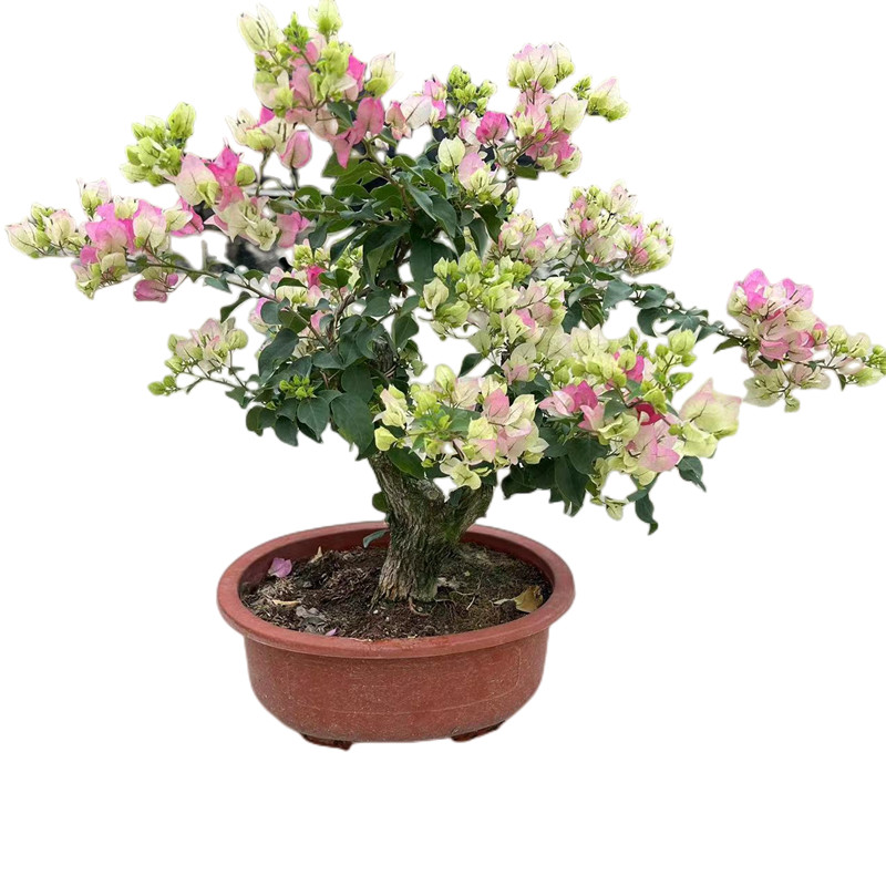 三角梅多色盆栽盆景造型三角梅爬大型绿植/成品组合盆