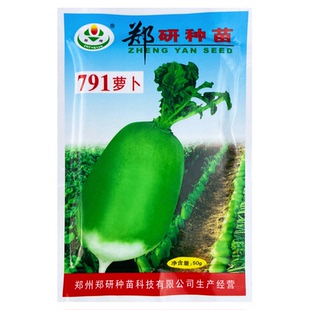 郑研791萝卜种子水果萝卜秋季蔬菜农家菜种沙窝萝卜籽种孑甜脆青