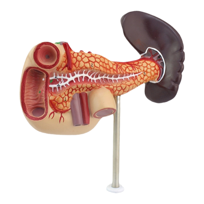 ENOVO颐诺胰腺十二指肠脾脏模型