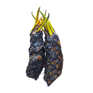 睡莲水培植物带花苞池塘鱼缸龟缸水养花卉荷花藕种特大号莲花根块