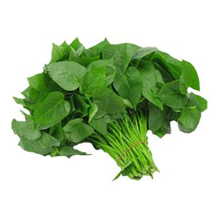 鲜红薯叶红苕叶现摘现发种苗无药红薯叶食用番薯苗地瓜叶新鲜蔬菜