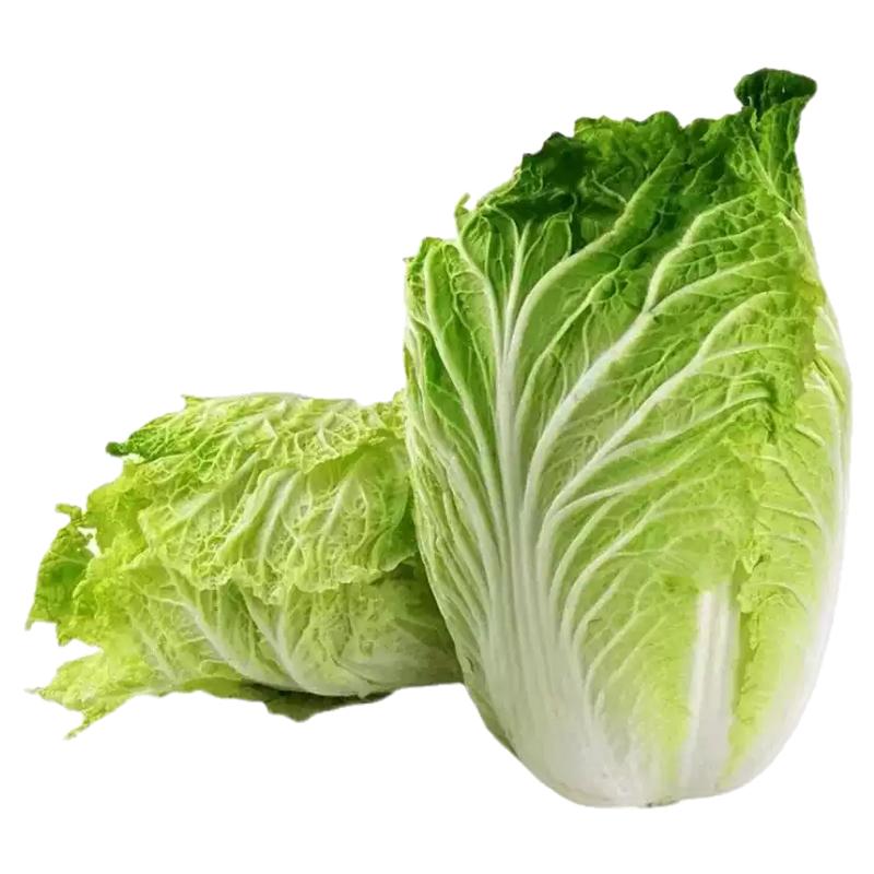 早熟5号白菜种子 五号耐热菜种子耐高温50天白菜包心蔬菜种子大全