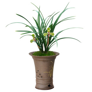 浓香兰花老品种春兰集圆老十圆梅龙字环球大富贵细叶兰草名贵花卉