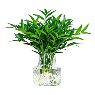 驱蚊竹柏水培植物室内盆栽绿植水养竹子大颗老桩办公桌面四季好养