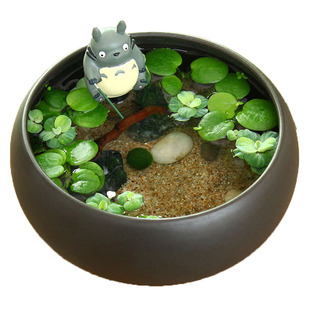 DIY微景观龙猫海藻球一叶莲水草生态瓶创意盆栽鲜活水缸水培植物