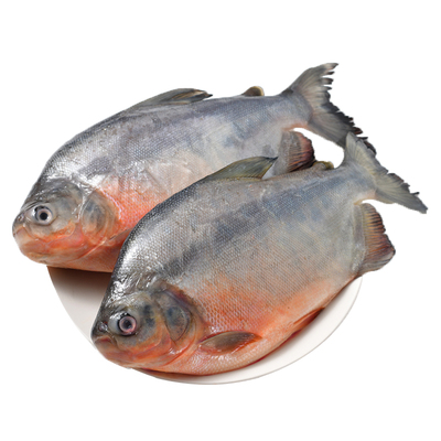 【无冰衣】特大鲳鱼4条大鱼