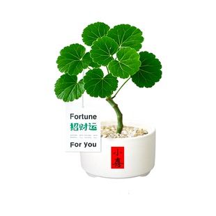 福禄桐钱多多盆栽四季办公室内桌面绿植物懒人寓意好养活招财旺宅
