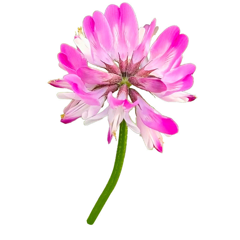 紫云英种子蜜源固氮果园绿肥四季牧草种子食用野菜种籽红花草种子