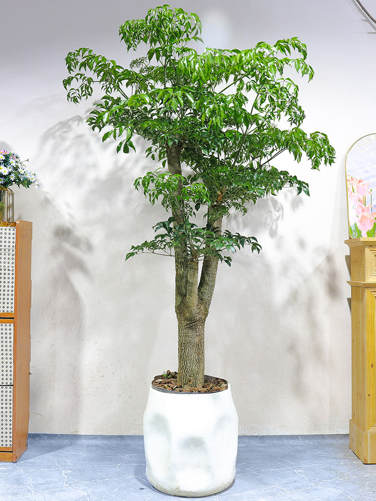 原生老桩大幸福树幌伞枫盆栽多头大型绿植客厅盆栽办公室内植物