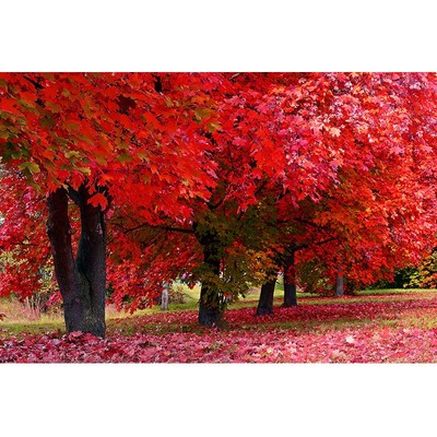 森林风景红枫叶自然海报画