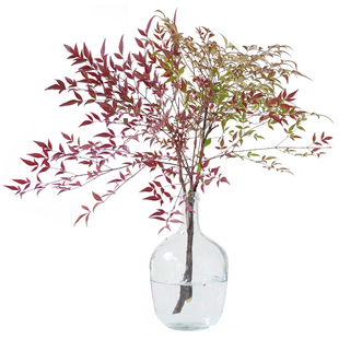 鲜花配叶天竹少女文竹云松侧柏千层金花松婚礼插花篮新鲜直批包邮