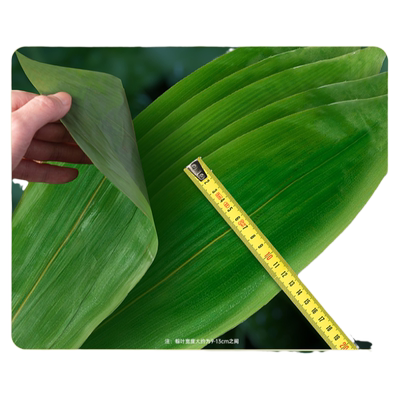 特大号新鲜粽子叶100片真空新叶