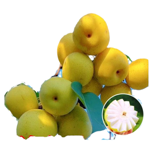 桂花梨树果苗嫁接苗苹果秋月梨当年结果南北方庭院种植盆栽果树沙