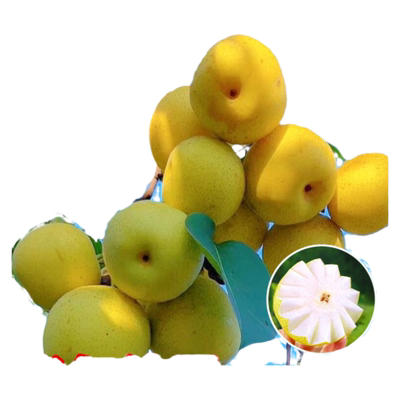 桂花梨树果苗嫁接苗南北方庭院种