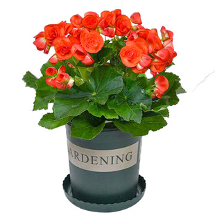 进口四季海棠花籽超级奥林匹亚鸡尾酒室内春秋种四季开花植物种子