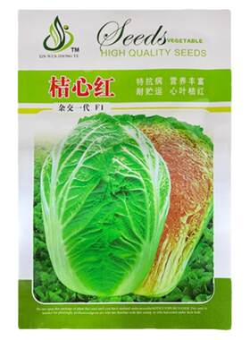 橘红心大白菜种孑春秋季桔色芯