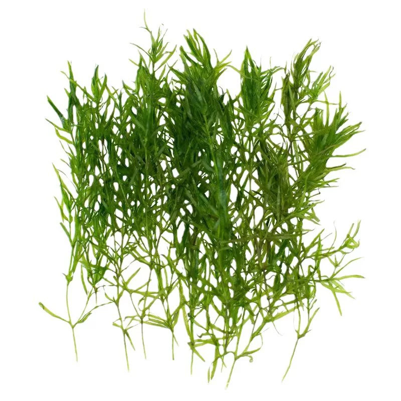 印度竹节草新手懒人水草植物孔雀水草