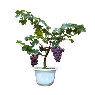 巨峰葡萄树苖大苗果树果苗阳光玫瑰夏黑葡萄树苗四季种植爬藤地栽