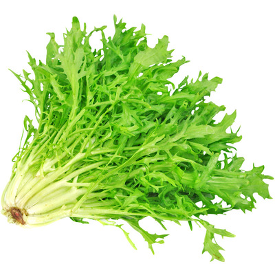 碎叶苦苣种子苦菊种籽牛奶细叶生菜苦菜蔬菜种子四季盆栽高产包邮