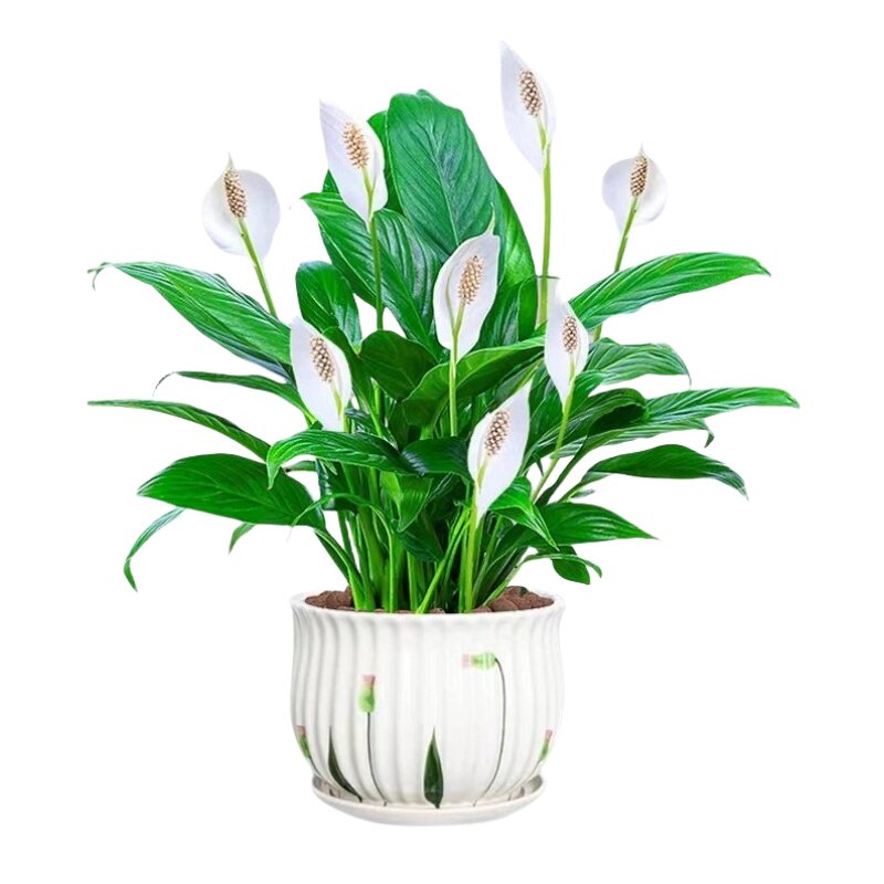 一帆风顺花卉绿植白掌水培盆栽绿萝植物室内花好养发财树吸除甲醛