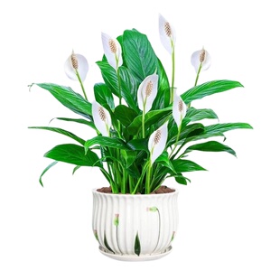 一帆风顺白掌盆栽绿萝花卉植物室内花水培绿植好养发财树吸除甲醛