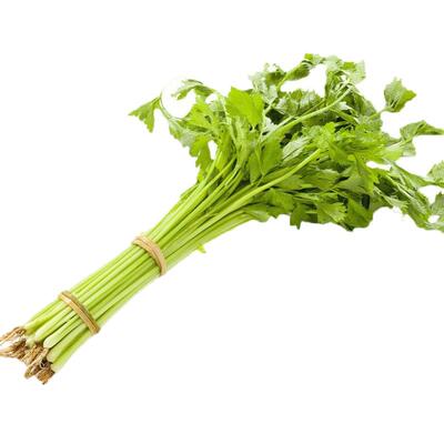 四季小香芹菜种子农家青菜籽种孑