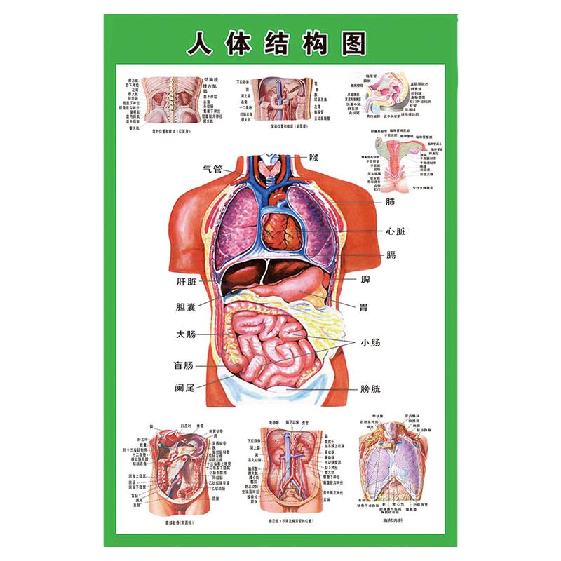 人体内脏解剖挂图医院海报