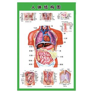 人体内脏解剖系统示意图医学宣传挂图人体器官心脏结构图医院海报