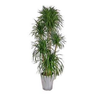 龙血树大型客厅绿植多头龙须树龙铁树客厅绿植室内龙血树植物盆栽