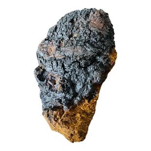 桦树茸黑金长白山野生桦树茸白桦茸桦树泪桦褐孔菌非俄罗斯进口