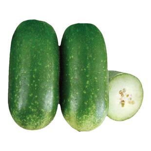 绿春小冬瓜种子种籽苗大全菜苗四季秧孑秧苗迷你瓜秧东瓜莱蔬菜