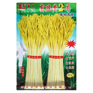 富韭黄2号韭黄种子黄韭菜籽高产农家大田韭黄籽秋冬四季蔬菜种孑