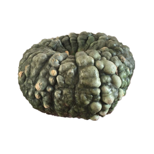 青蟾南瓜种子疙瘩南瓜远古南瓜种籽春夏秋种孑菜种禾之元种业观赏