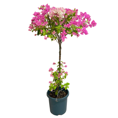 三角梅金边马斯佩拉克高飘爬藤花