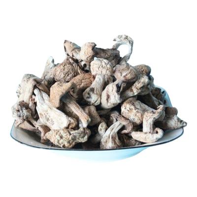 未开伞紫花脸蘑菇阿尔山紫丁香蘑