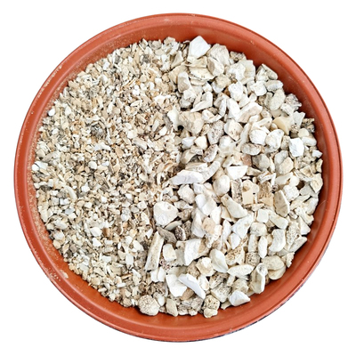 铁线莲君子兰西红柿兰花骨粉