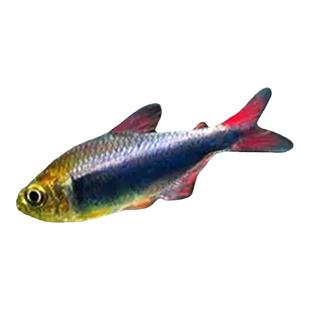 血翅蓝帝灯鱼热带鱼缸观赏鱼彩虹黑帝王灯鱼蓝国王灯淡水鱼灯科鱼