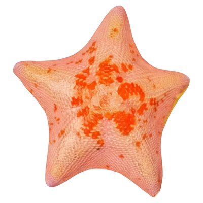 活体派大星海星饲养套餐宠物小景观桌面鱼缸造景海燕礼品装易养活