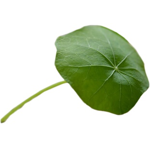 【蓝牌】新鲜铜钱草 日料西餐摆盘装饰 50片/份 非旱金莲叶
