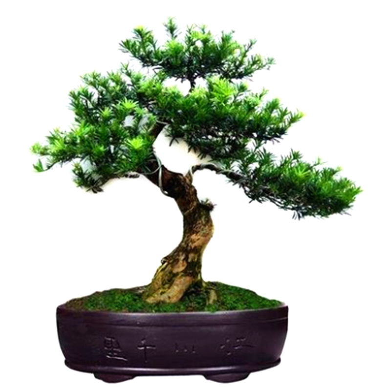 罗汉松造型盆景树桩桌面庭院