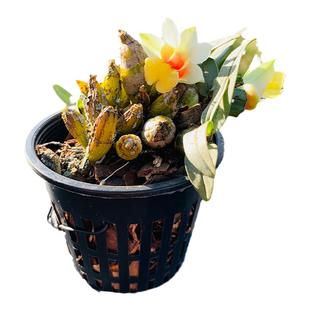 匠人花圃云南矮石斛雨林缸植物喉红多肉块茎袖珍型浓香型耐干室内