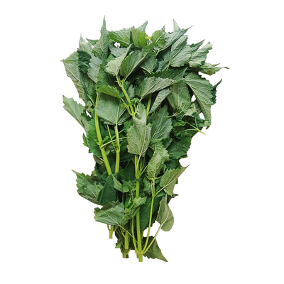 【全年供货】四川藿香叶新鲜带杆