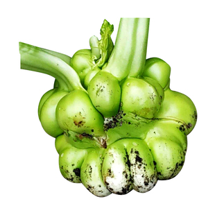 种都榨菜种子特大北方青头菜四川芥菜疙瘩秋季蔬菜种籽腌制咸菜孑