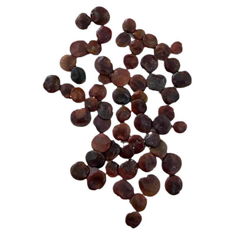 马鹿花种子别名氏葛藤小豆花紫梗藤三叶鸡血藤五层风种籽草种子3