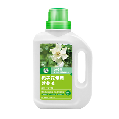 坤宁王栀子花营养花大色艳